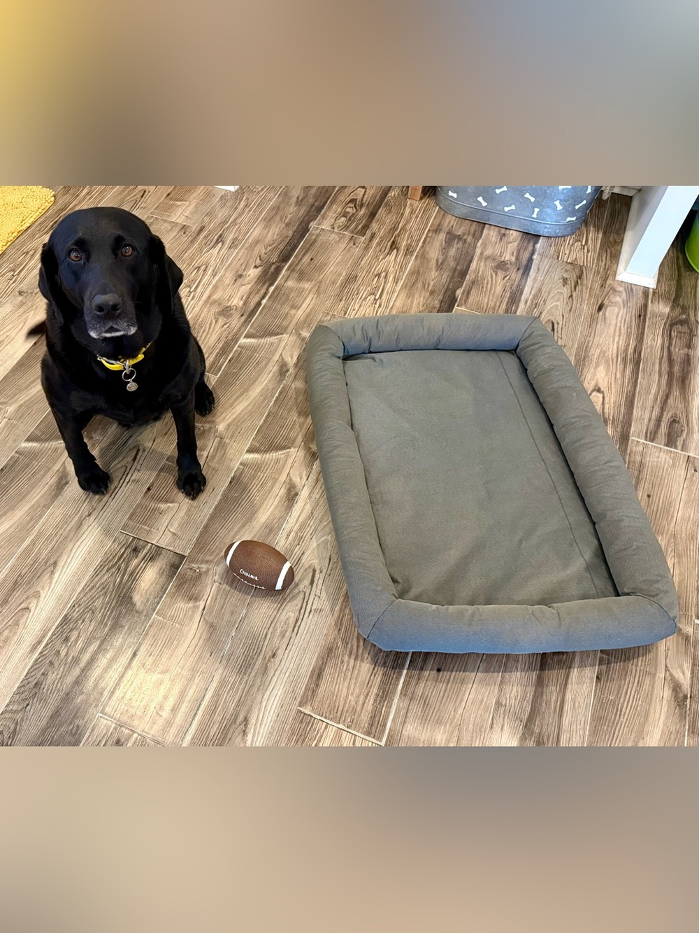 Maya’s Gray Compact Dual Comfort Bolster Dog Bed